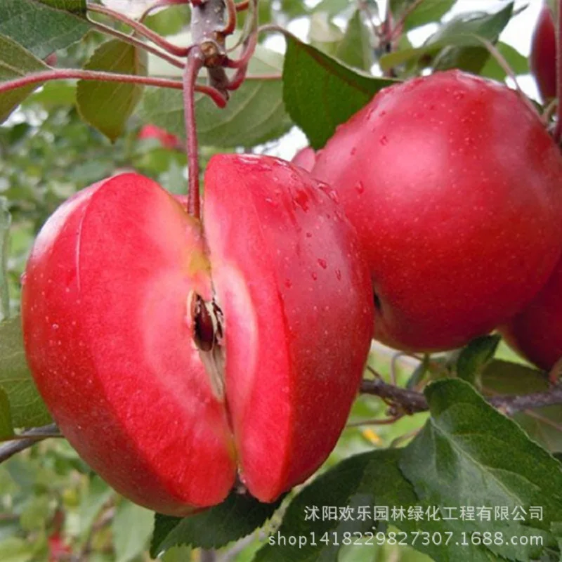 

Apple red apple fruit love red meat, potted fruit trees can be planted fruit trees 20pcs/Pack