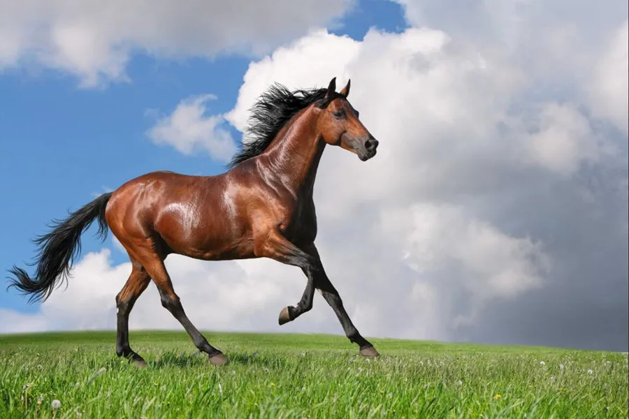 

3d custom wallpaper,Horses Grass Clouds Animals photo 3d wallpaper, living room tv sofa background bedroom papel de parede