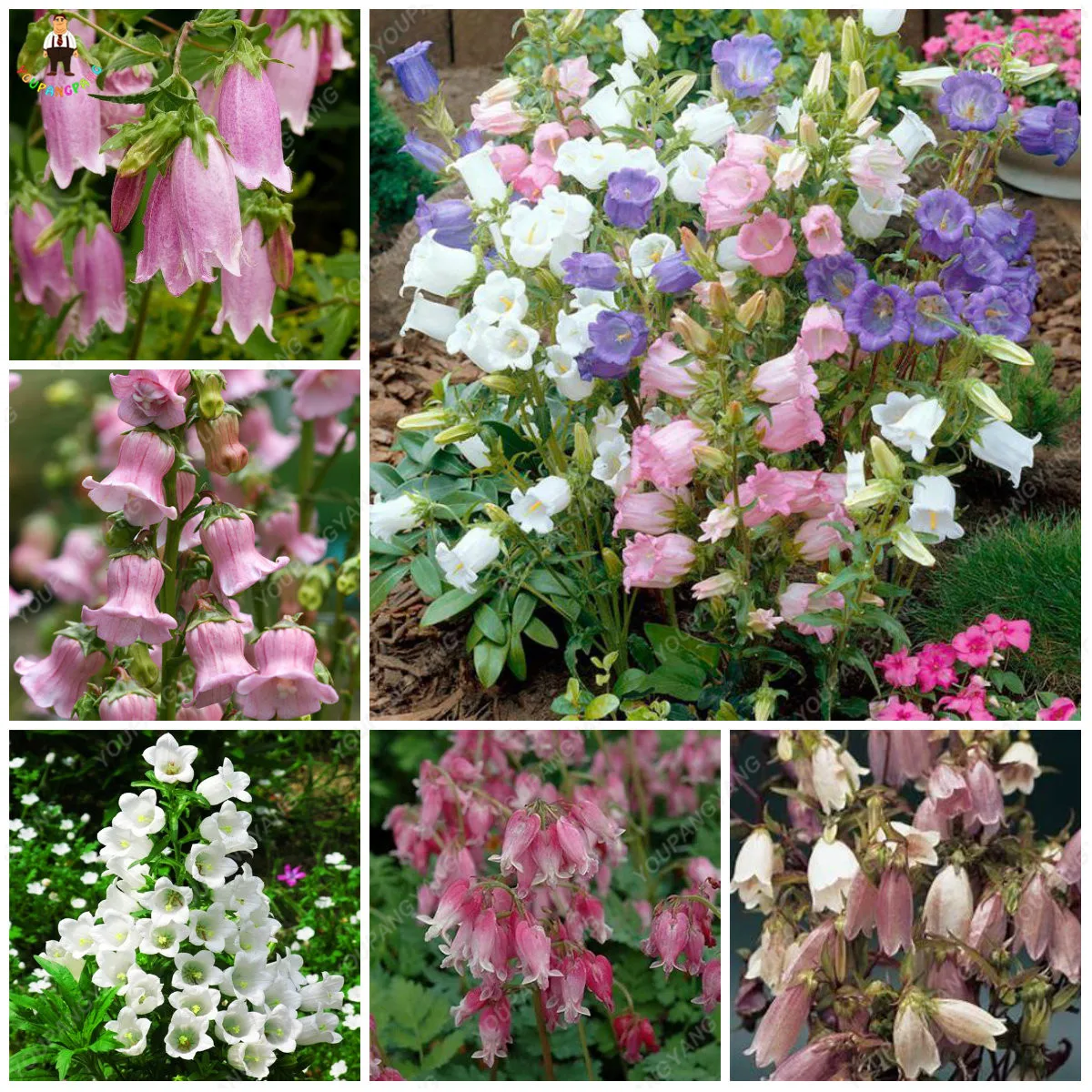 

free shiping 50pcs Chilean Bellflower (Lapageria rosea) Bellflower DIY home and garden flower bonsai plants