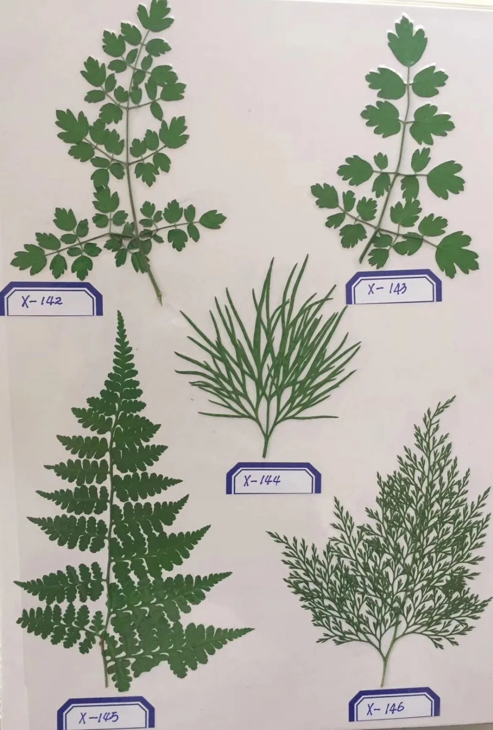 

1000pcs Wholesale Pressed Dried Leaves Samples Pictures Shows For Jewelry Bookmark Phone Case Scrapbooking DIY Quoted Price