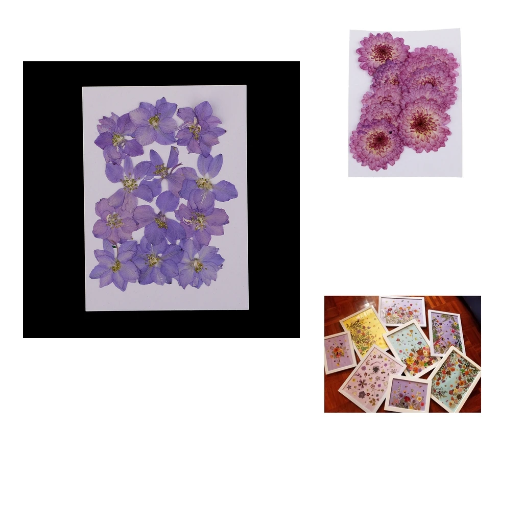 22 Pieces Purple Daisy and Larkspur Dried Pressed Flowers Handmade Real Flowers Case for Phone Decoration DIY
