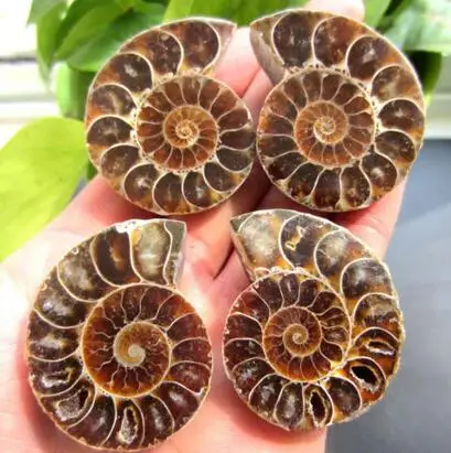 DYZ 0319 полуобрезанный корпус аммония Jurrassic Fossil образец из Мадагаскара 4 шт | Дом и