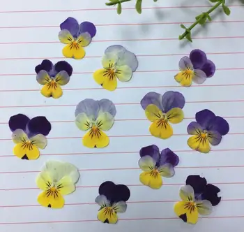 

120pcs Pressed Dried Viola Tricolor L. Flower Plant Herbarium For Jewelry Postcard Bookmark Phone Case Invitation Card DIY