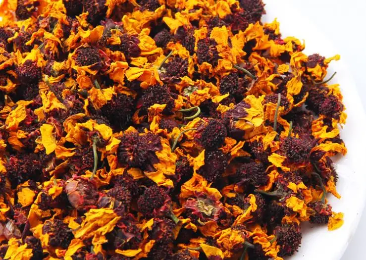 Cineraria