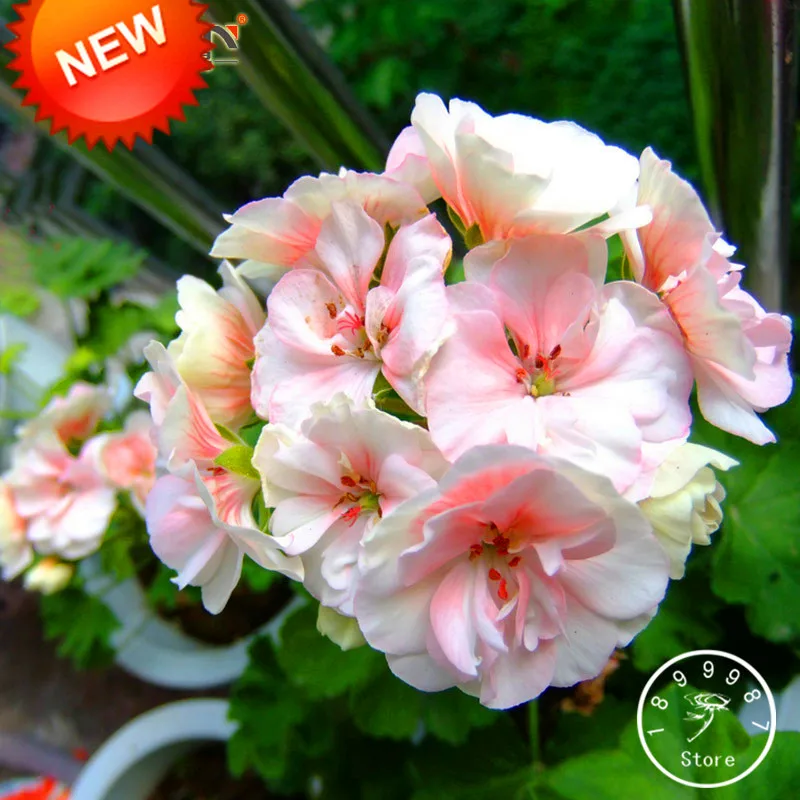 

New 2018!20 Pcs/Bag Pale Pink White Petals Geranium Bonsai, Perennial Flower Plants Pelargonium Peltatum Flowers,#LWF7LG