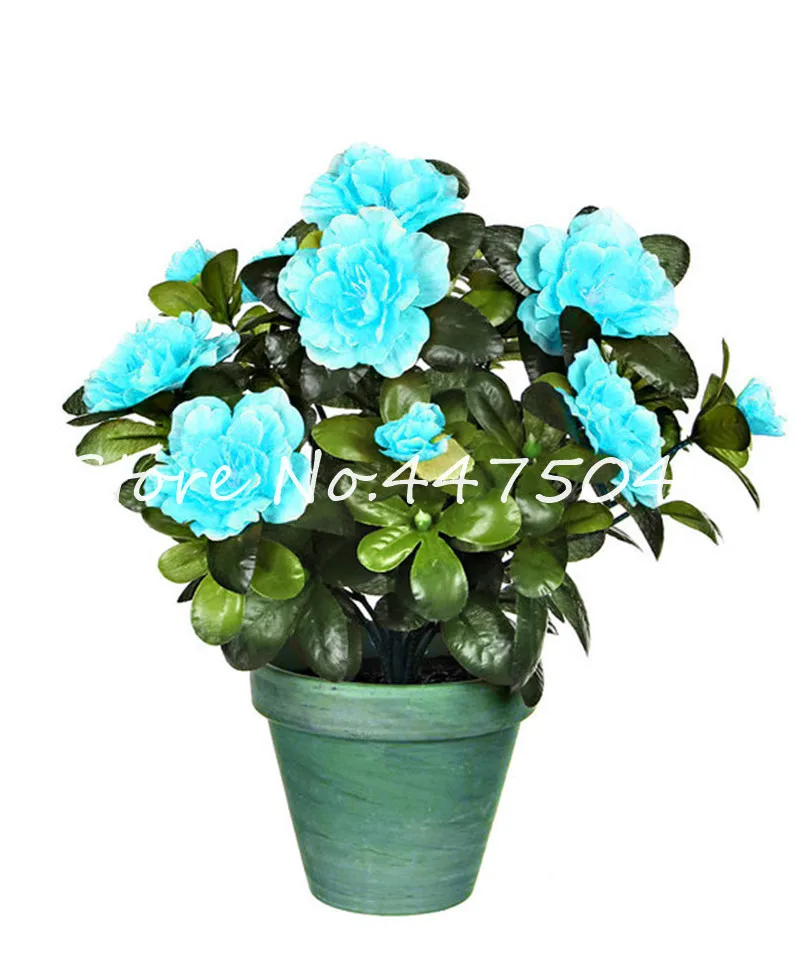 

Hot 20 Pcs/Bag Rare Green Azalea Bonsai Dwarf Tree Diy Home & Garden Plants Looks Like Sakura Japanese Cherry Blooms Flower