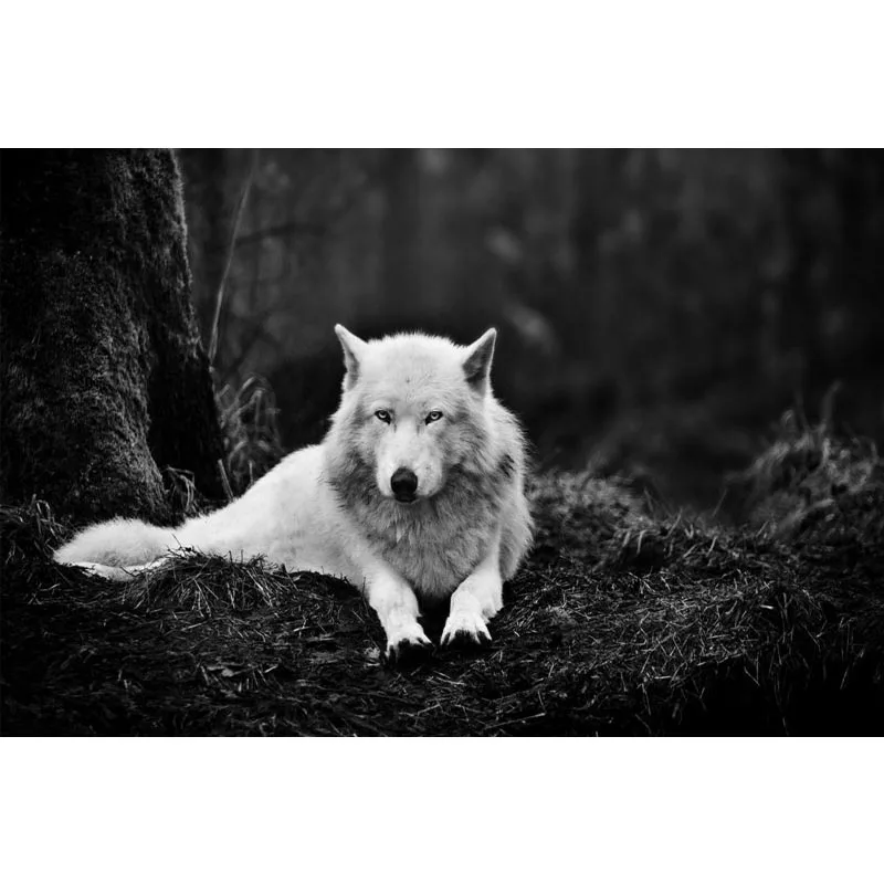 Декор для гостиной плакат с белыми волками 20x30 см 27x40 30x40 Холщовый Шелковый