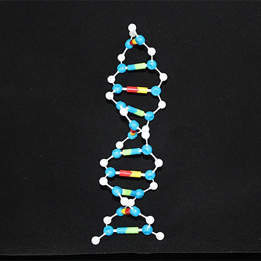 20 комплектов, набор для модели ДНК, биологическая молекулярная двойная спираль, модели молекулярной структуры, диоксирибонуклеиновая кислота, учебные материалы