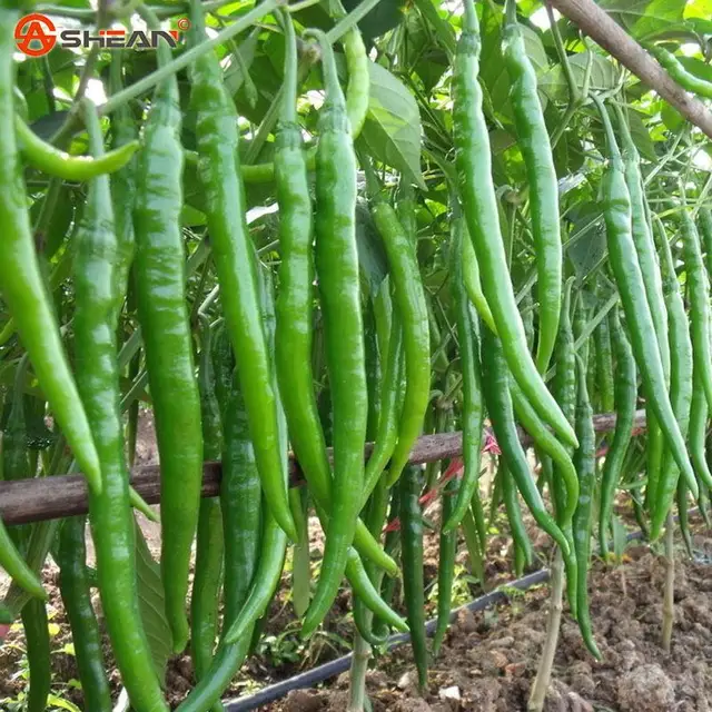 Sale A Pack Long Hot Pepper Seeds 100 Pcs . Home Giant Red Chili