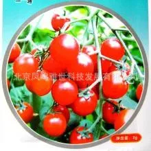 

Red Sun cherry tomato bonsais 200 pcs hot organic vegetable bonsais