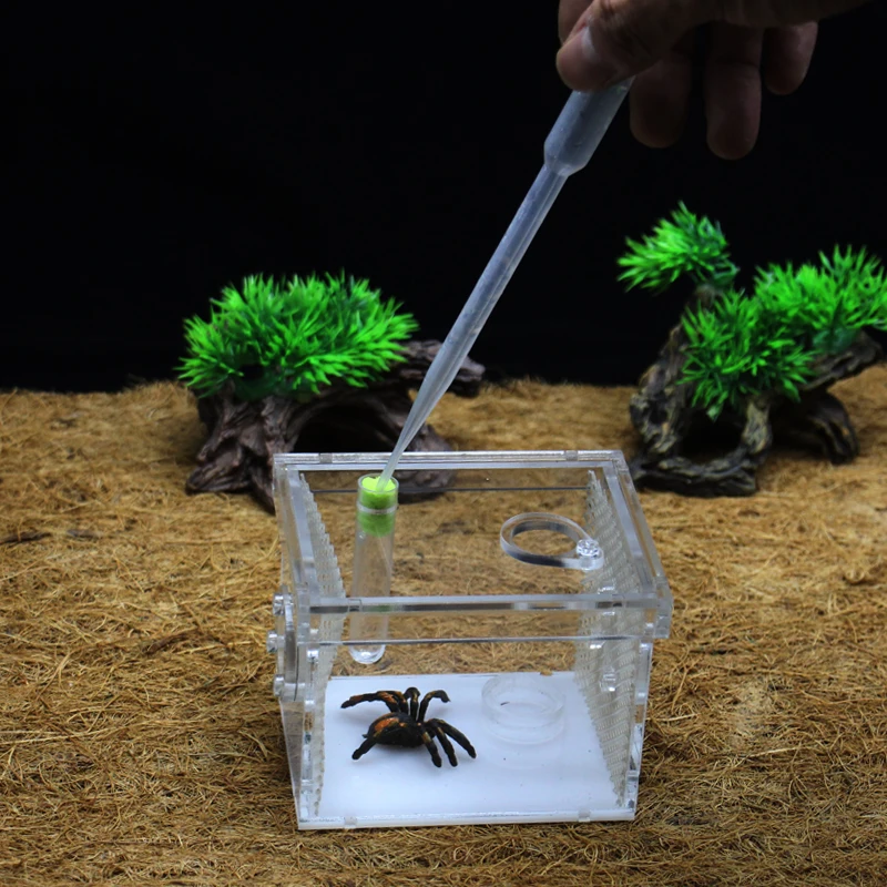 

ant grape pet spider ant farm, acrylic assembled reptile breeding box Ant spider scorpion climbed pet escape burrow nest