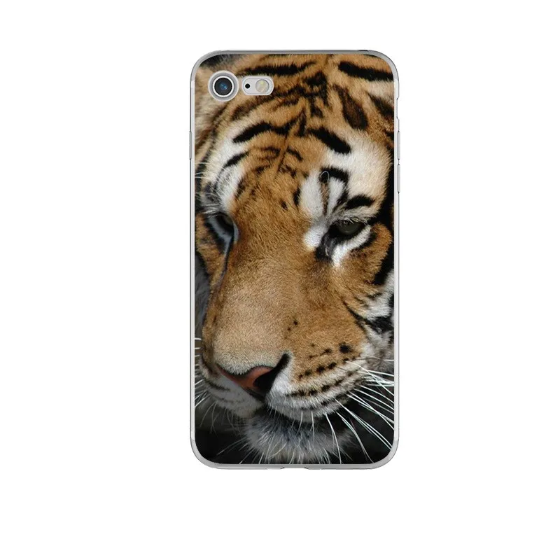 animal (4)