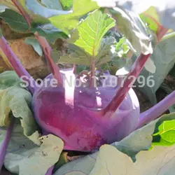 Фиолетовый kohlrabi бонсай, экологически чистые овощные бонсай 100 шт