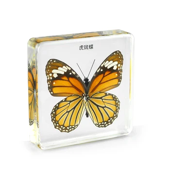 

Real Common Tiger Butterfly Specimens In Clear Lucite Block Educational Instrument Paperweight Professionally Displayed Mounted