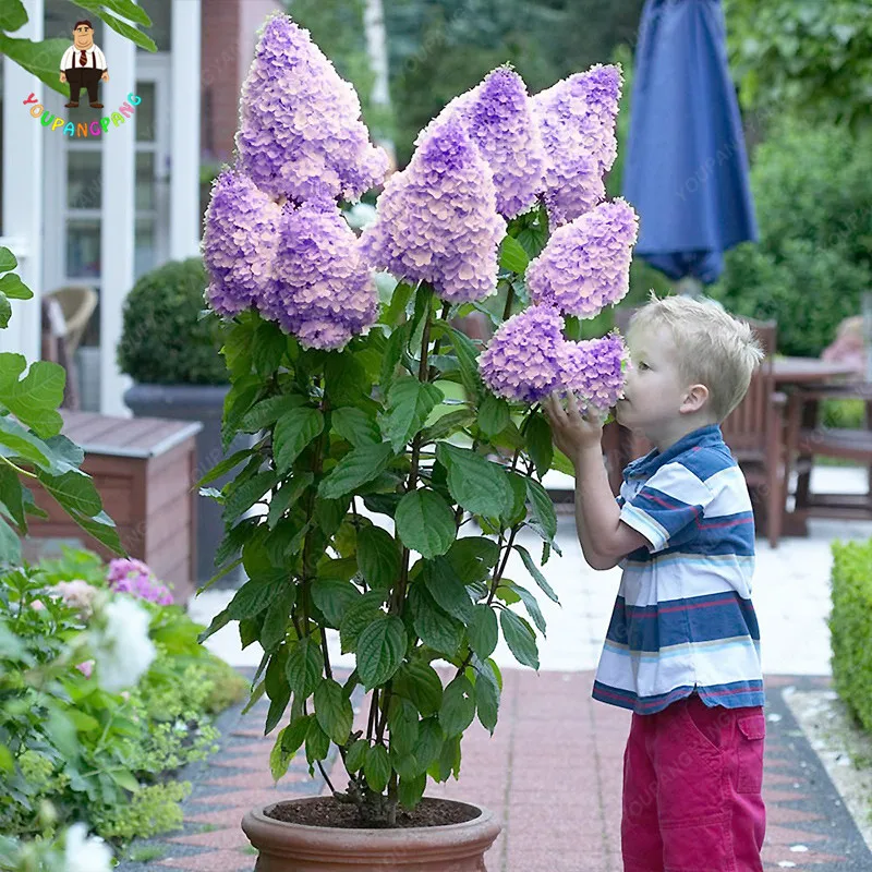 

30Pcs Bonsai Mixed Hydrangea Paniculata Vanilla Fraise Strawberry Hydrangea Bonsai Flower Climbing Plant For Home Garden