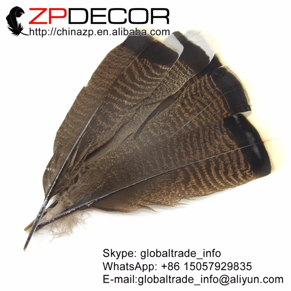 natural wild turkey flat featehrs  (6)