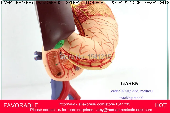 Фигадо печень поджелудочная кистозная структура модель медицинский анатомический пищеварительный желудок гепатобилиальный желудочно-кишечный GASEN-XH003