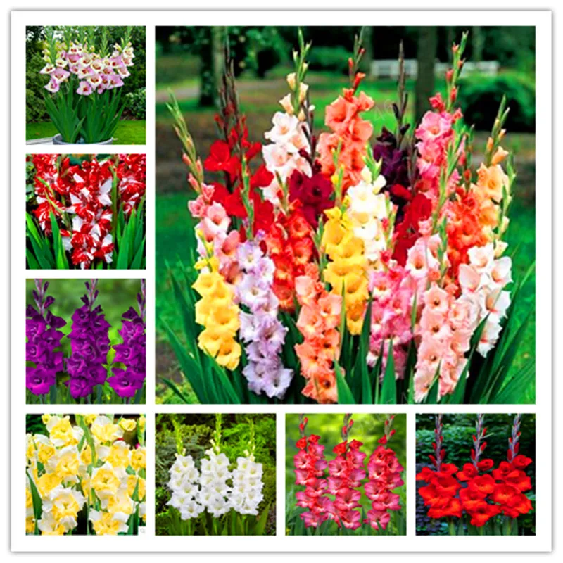 

200 Pcs Multi-Color Gladiolus Flower(Not Gladiolus Bulbs), 95% Germination, DIY Aerobic Potted, Rare Gladiolus Bonsai Flower