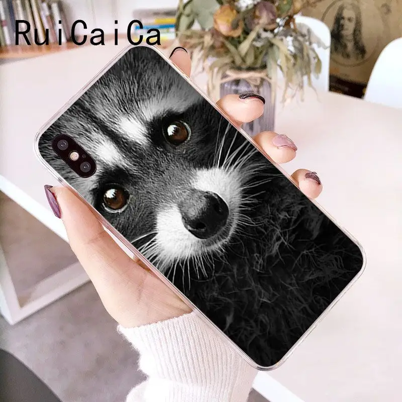 Animal Raccoon Fox