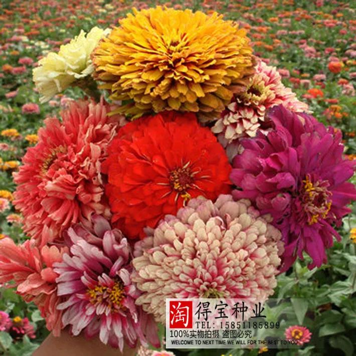 

Virgo Zinnia bonsai Terrace Potted Plants Suitable For Large-scale Plant Of Grass bonsai 100pcs