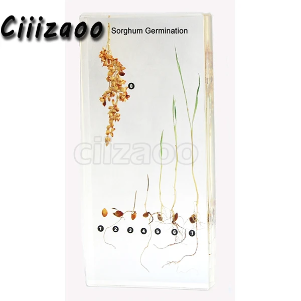 

Sorghum Germination Specimen paperweight Taxidermy Collection embedded In Clear Lucite Block Embedding Specimen