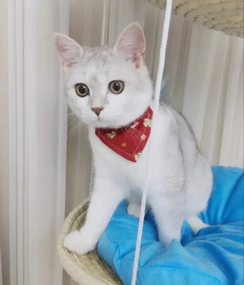  Hand Knitting Round Cat Hammock Bed Straw and Cotton Cloth Cat Hanging Beds Pet Sunny Seat Dog Comf