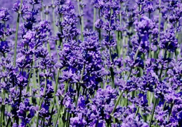 250 г Класс лаванды Сушеные цветок \ 10 Lavandula узколистный семян для масштабного
