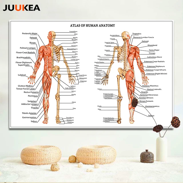 hd atlas human anatomy