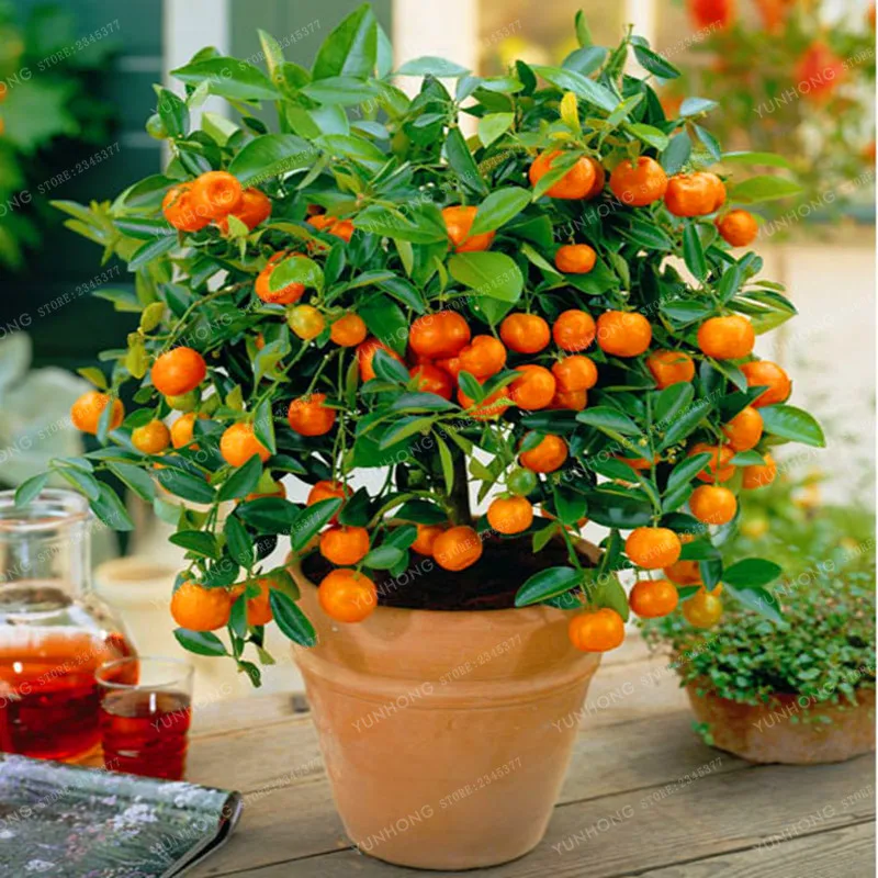 Agrumi pianta Bonsai Mandarin Orange bonsai di Frutta Commestibile