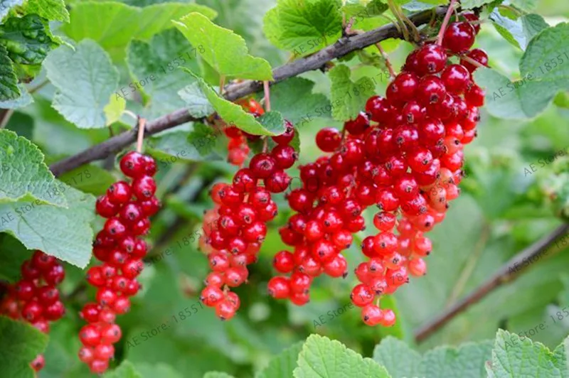 104 шт./упак. свежий многолетний плащ физалиса Gooseberry бонсай горшечный фруктовый