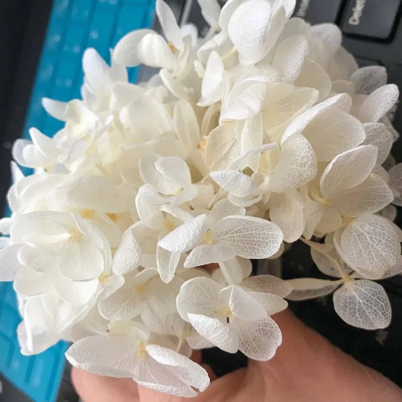 

20G Preserved Flowers Anna's hydrangea,Dry Natural Fresh Forever Hydrangea with small leaves,Eternelle Rose,