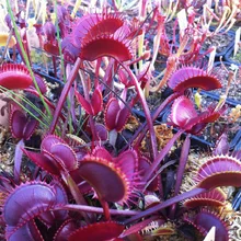 100 seeds/pack grass family food Cordyceps seeds weird magic Venus Flytrap Seed Insectivorous Plant Seeds