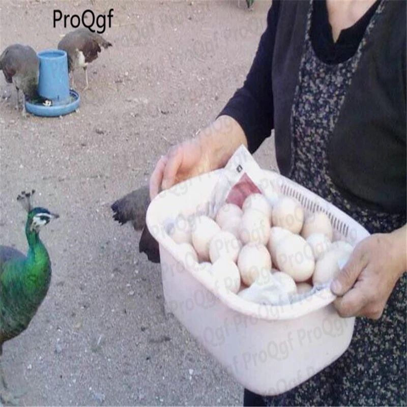 

2Pcs A Set Peafowls