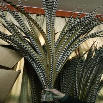 

wholesale 50pcs/lot Large Size 110-120 cm (44-48 inch ) Natural Reeves Venery Pheasant Tail Feathers