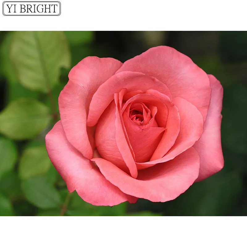 5D DIY Full Square Diamond Painting Cross Stitch a pink rose 3D Embroidery Rhinestone Mosaic Home Decoration | Дом и сад