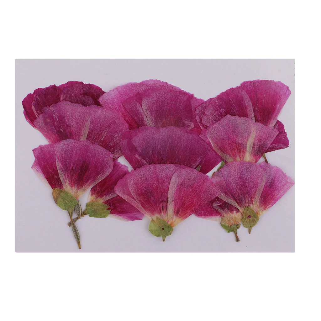 MagiDeal 12x Pressed Real Godetia Flower Dried Flowers DIY Phone Case Scrapbook Craft Artificia Flowers for Wedding Invitations
