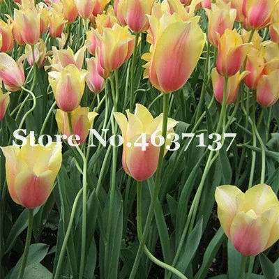 100pcs Multifarious Tulip Flowers, Tulip Bonsai Of Perennial Garden Flower(Not Tulip Bulb)Herbs For Home Garden Courtyard Beauty