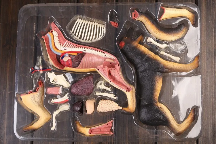 free shipping dog anatomical model skeleton model 4D master dog bones