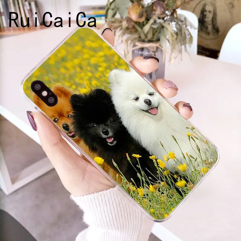 Pomeranian dogs dog
