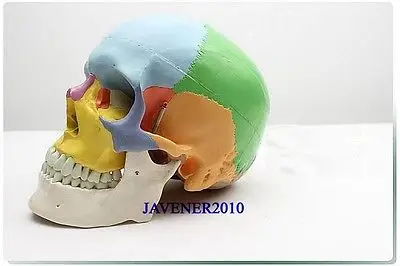 NewLife Размер анатомическая голова человека череп каркасная медицинская модель красочная