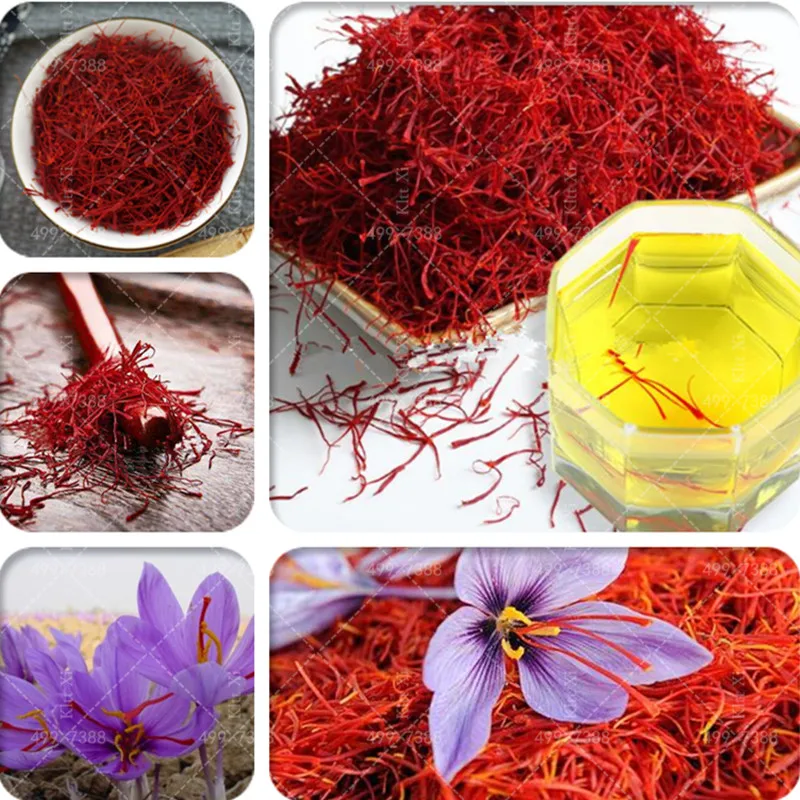 

New! 500 Pcs Imported Saffron Bonsai, Not Crocus Saffron Bulb, Iran Saffron, Happy Joy Flowers, Indoor Bonsai DIY Home Garden