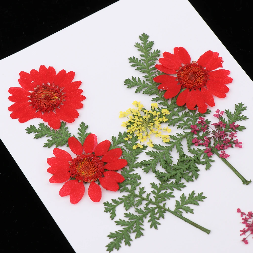 Natural Pressed Dried Flowers for Resin Molding Decors Jewelry Making Phone Case Decoration DIY Scarpbooking Supplies
