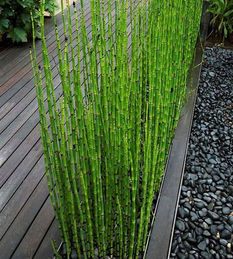 Hot Can Be Grown Indoors Fresh Moso Bamboo Seeds Can Be Grown Indoors Fresh Moso Bamboo Seeds Tree 60pcs Diy Home Garden