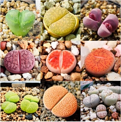 

100 PCS Imported raw stone flower succulents it has sucked the effect of formaldehyde and purify air