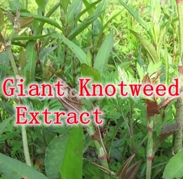 

1pack Giant Knotweed Extract 50%Resveratrol / trans-resveratrol 500mg x300caps free shipping