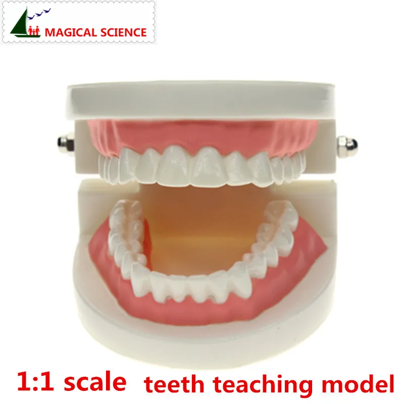 Модель зубов, кисть для моделирования зубов, Масштаб 1:1 для взрослых, для ротовой полости стандартная демонстрационная модель полости рта, раннее образование для детей, модель зуба