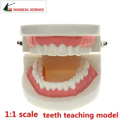 Зубы Модель, зубы щетка Модель, Масштаб 1:1 взрослых устные Стандартный демонстрация устные модель, раннего образования для детей, модель