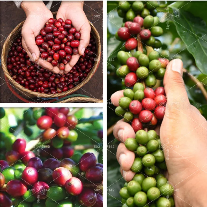 

5 Pcs Coffee Bean Bonsai Home- grown Cocoa Bean Balcony Bonsai Tree Plant Bonsai Coffee Cherry Bonsai Home Graden Plants
