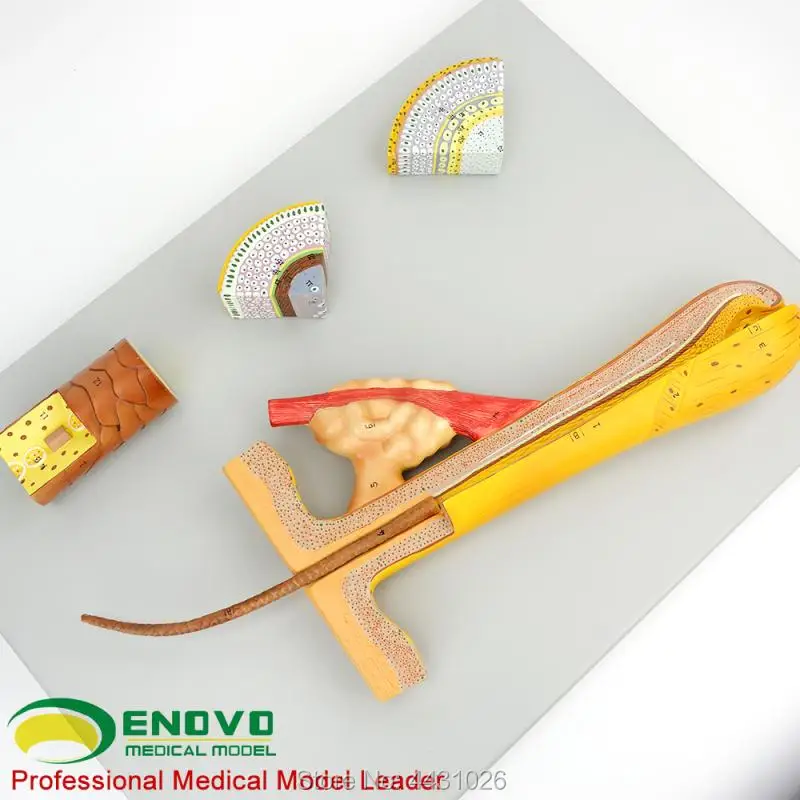 ENOVO Hair follicle hair follicle hair dissection structure model makeup beauty salon teaching training hair beauty hair dhl alibaba 3 8 34 m2758