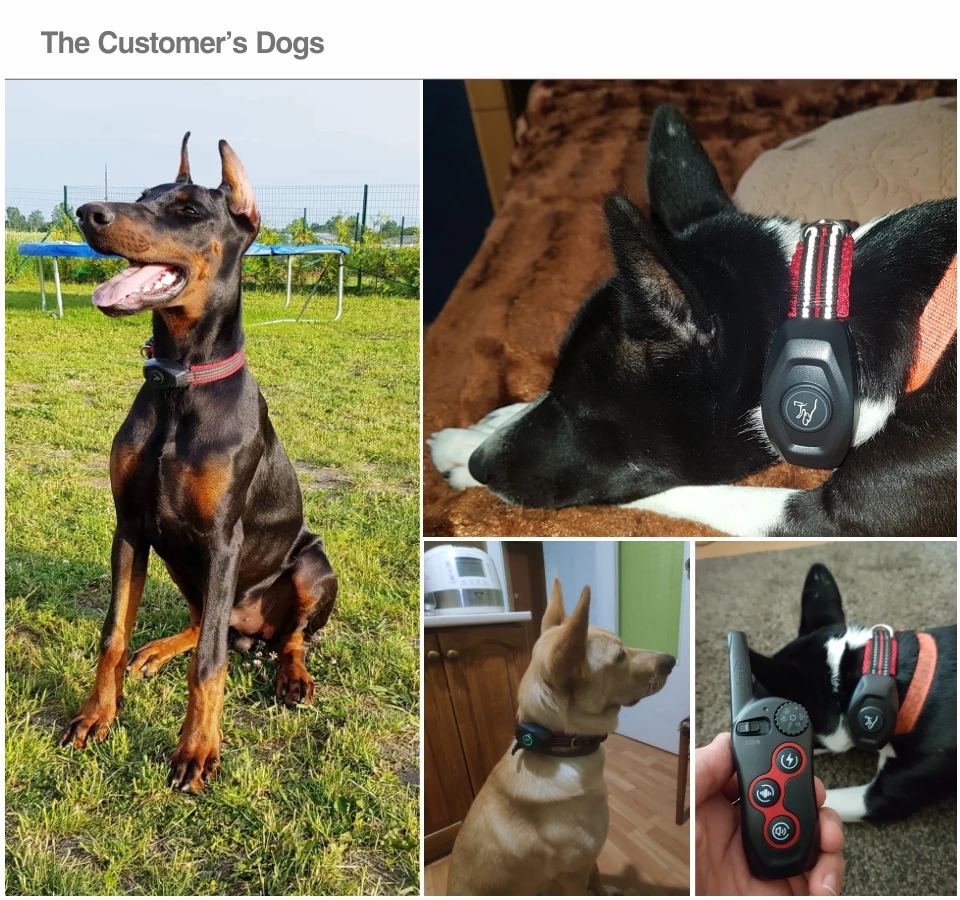 0 Dog training & anti bark DB400